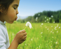 Child blowing dandelion