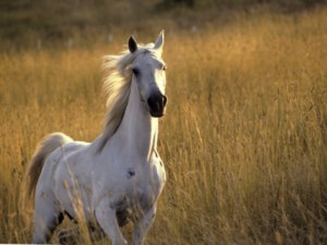 jerry-koontz-horse-galloping-half-moon-bay-california