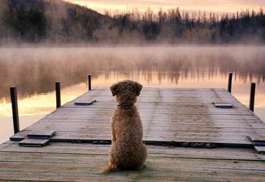 terrier overlooking lake
