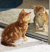 Kitten seeing reflection