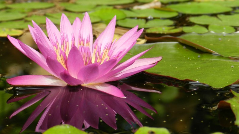 floating lotus
