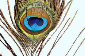 peacock feather