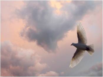 soaring bird of peace