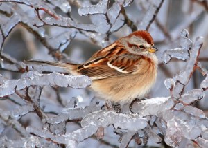bird on icy branch