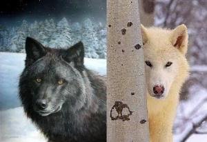 black and white wolf