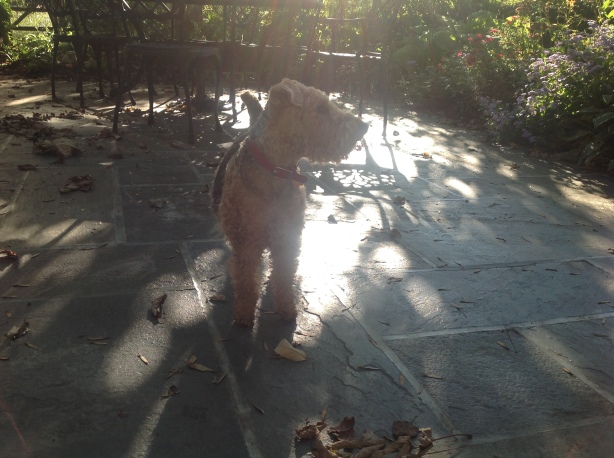 Dilys the welsh terrier