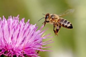 honey bee on milk thistle