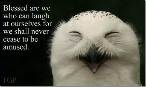 owl laughing