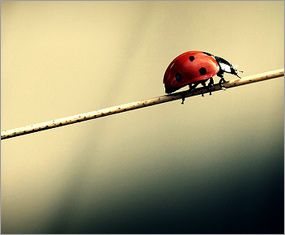 mindful ladybug