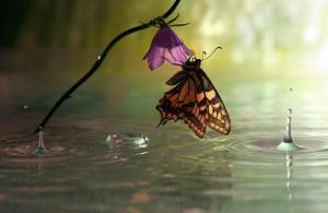 butterfly moment