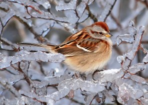 bird on icy branch