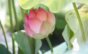 lotus bud