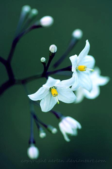 155740_514292148635411_1310908967_n