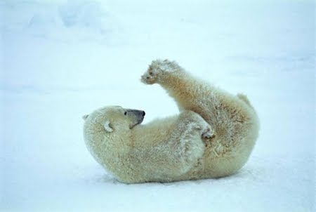 polar bear yoga