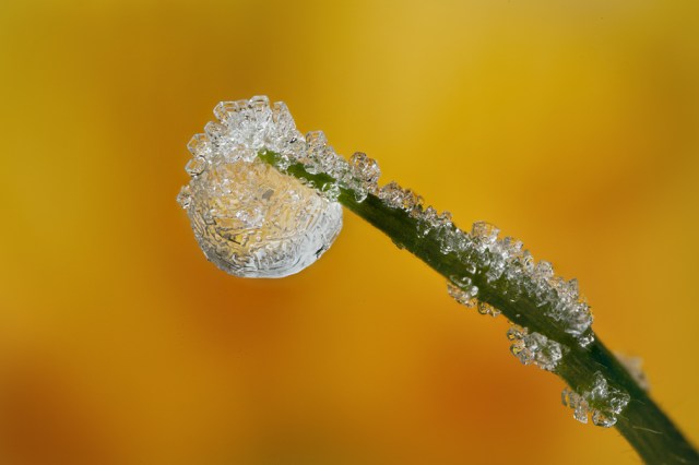 FROSTED DEWDROP 2012  #4