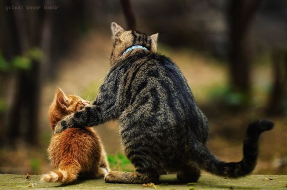 cat advising kitten