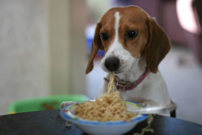 dog eating pasta