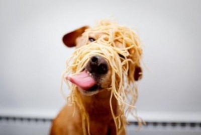 dog eating spaghetti