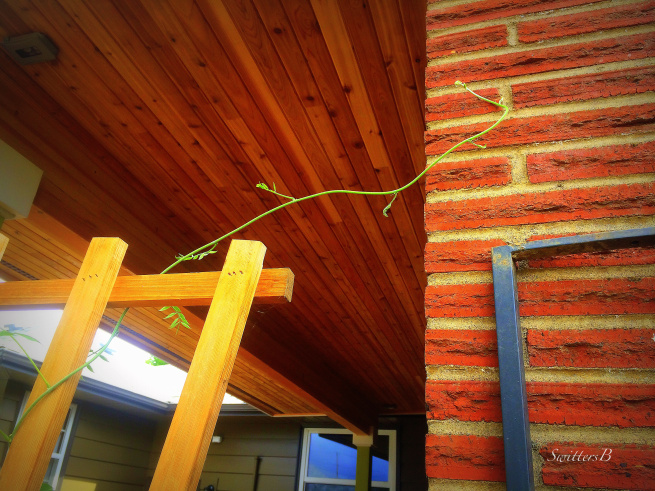 wisteria-vine-brick-reaching-gardening-photography-SwittersB