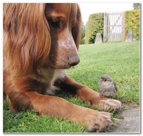 curious dog with bird