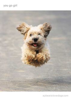 dog running in nature