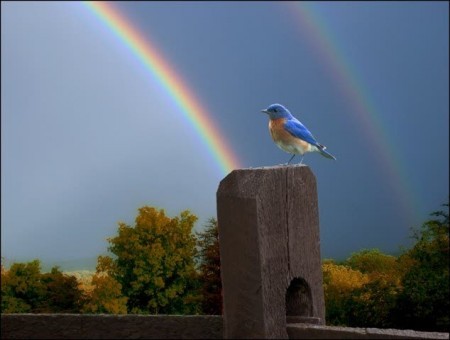 rainbows and bluebird 
