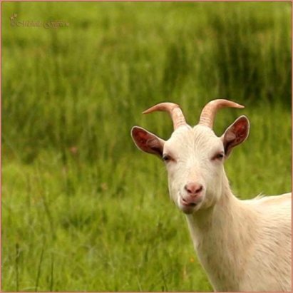 cheeky goat