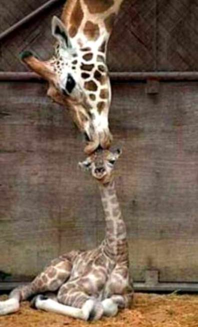 Giraffe-kissing-baby