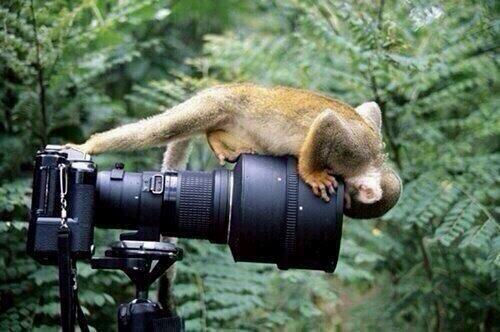 camera and monkey