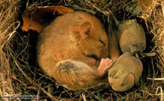 hibernating dormouse