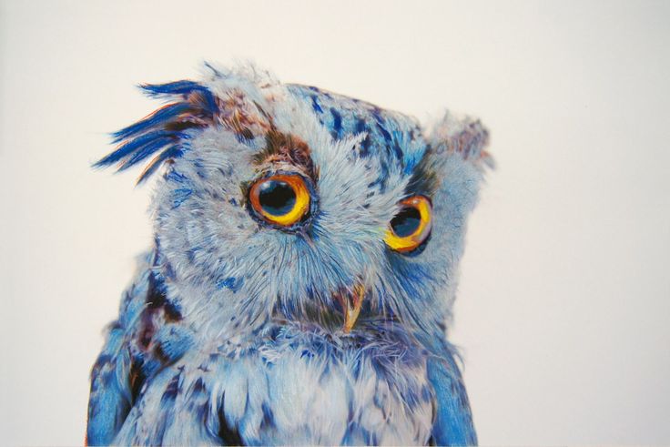 spiritual wise owl