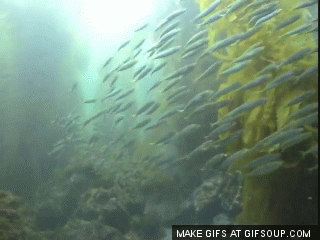 moving  with the tide