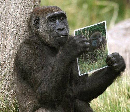 Female gorilla looking for mate