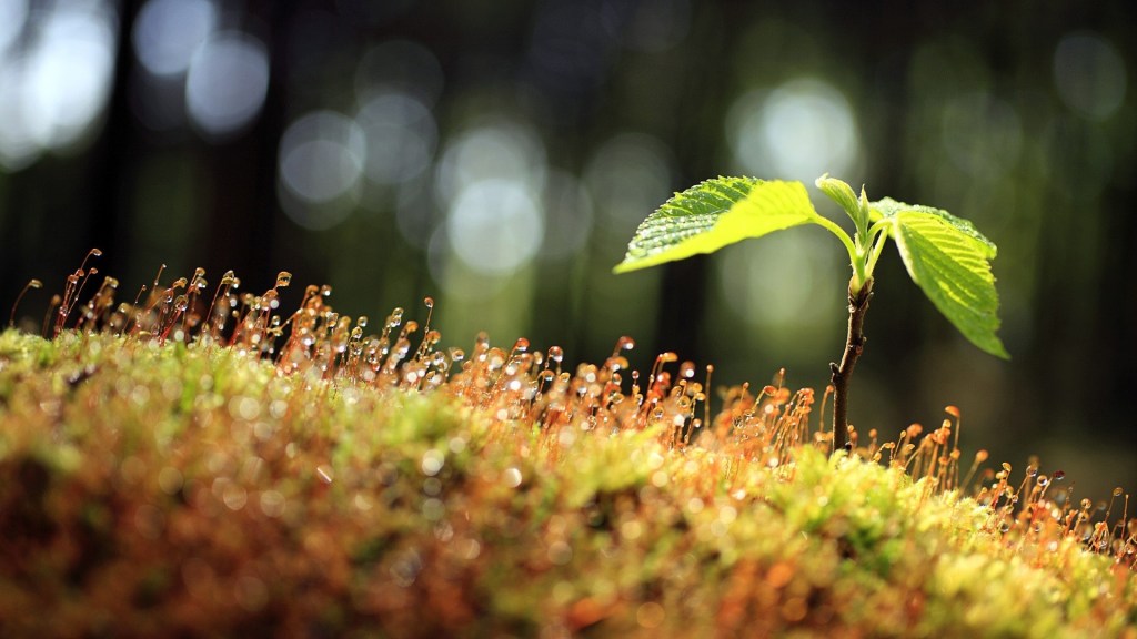 seed sprouts after rain