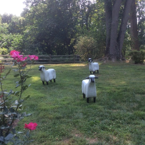 sheep in the garden