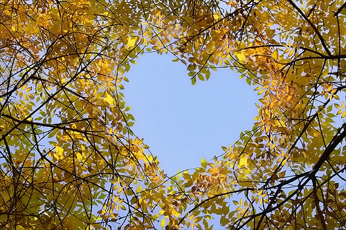 heart leaves