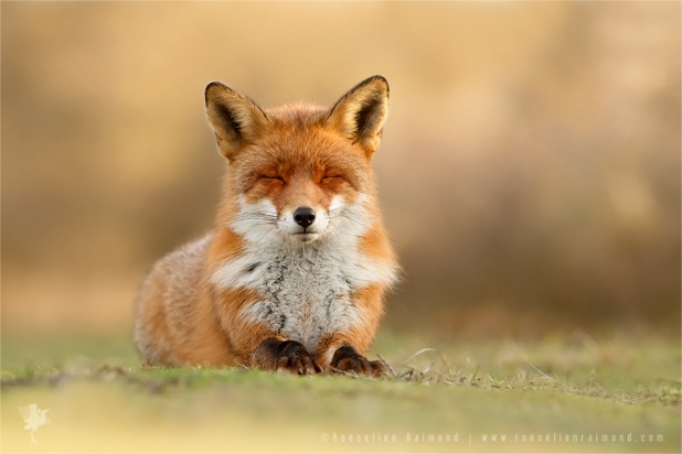 wise fox