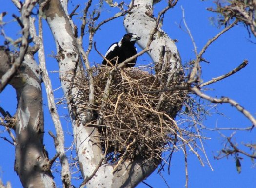 magpie nest