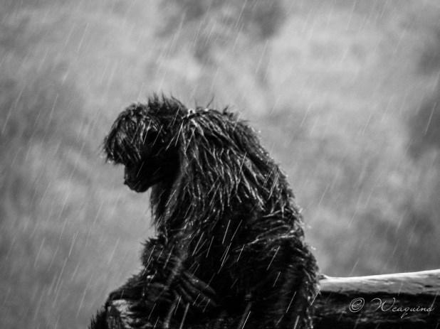 monkey in the rain