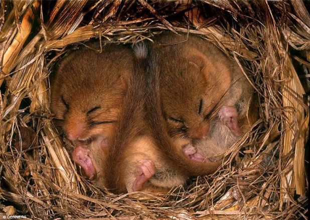 hibernating mice