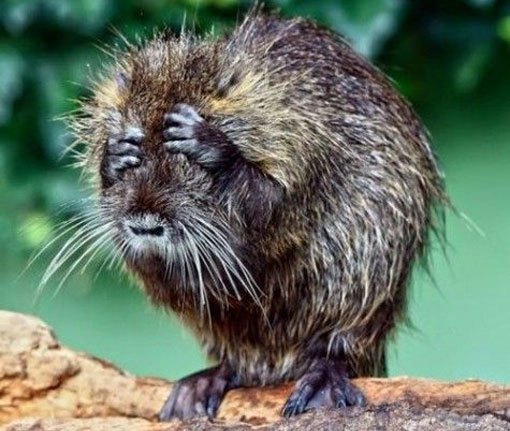 beaver with hands on head