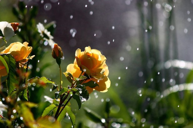 yellow rose in rain