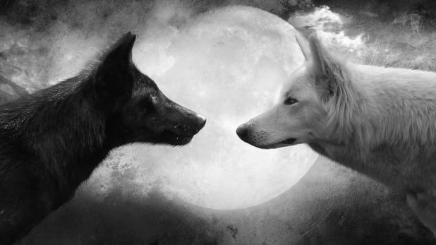 black and white wolf tale