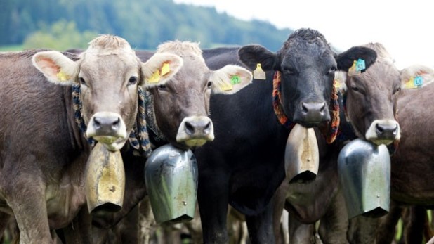 cows with cowbells