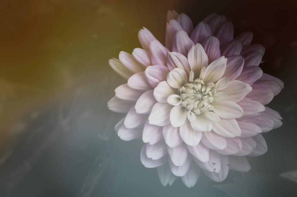 * Music Inspiration – Loving&nbsp;Kindness