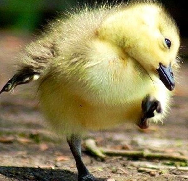 cute duck