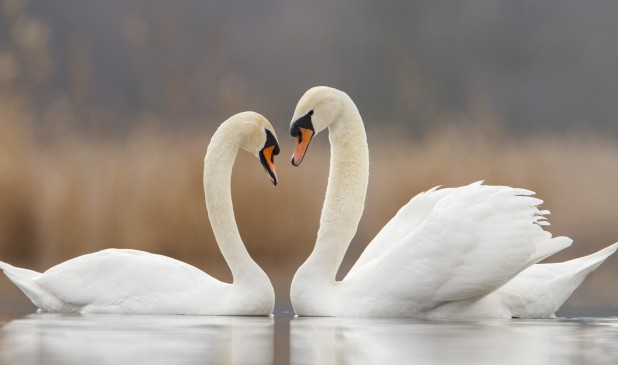 white should swans