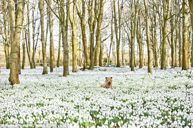 terrier in flowers
