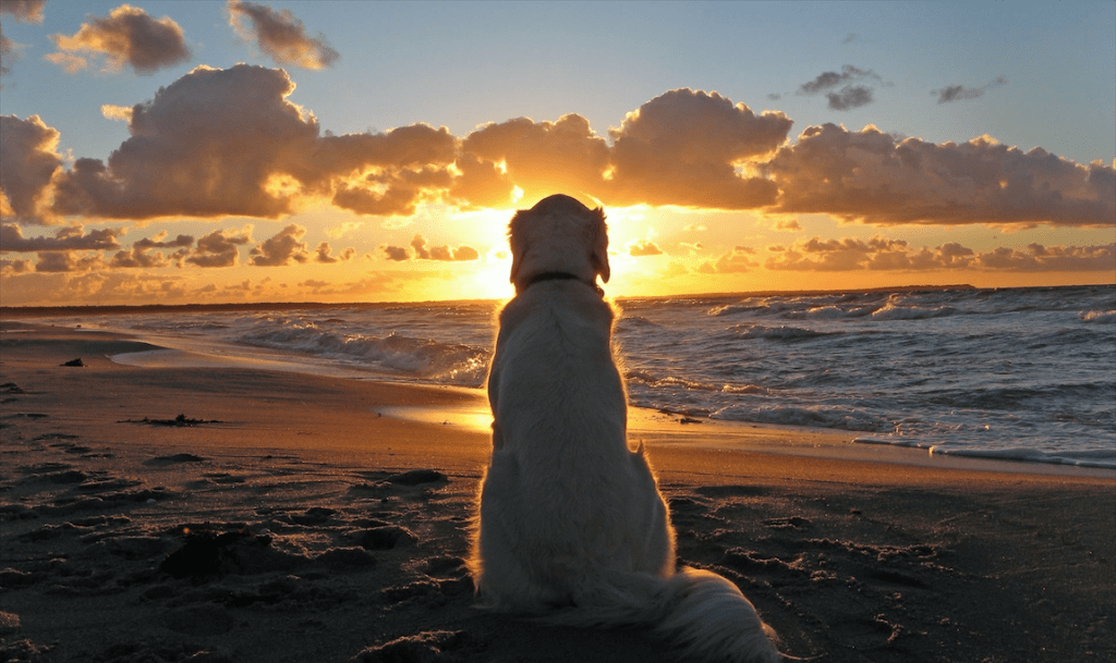 You Can’t Always Get What You Want,&nbsp;But…