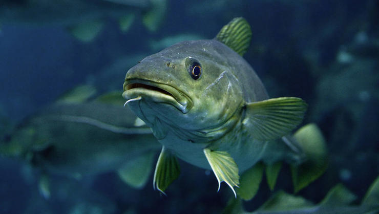 cod